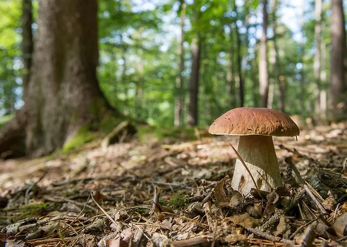 Margherita By Interhome Dom wakacyjny *